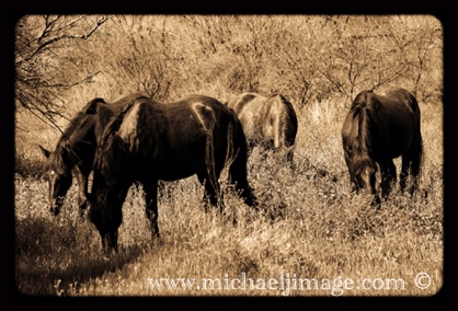 "wild horses feeding 2"
verde river, rio verde, az.